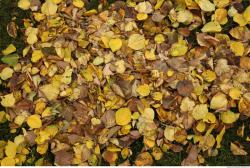 Photo Textures of Autumn Natures